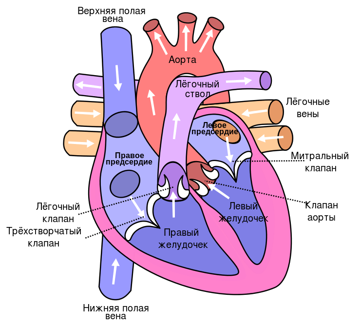 Современный рисунок сердца человека