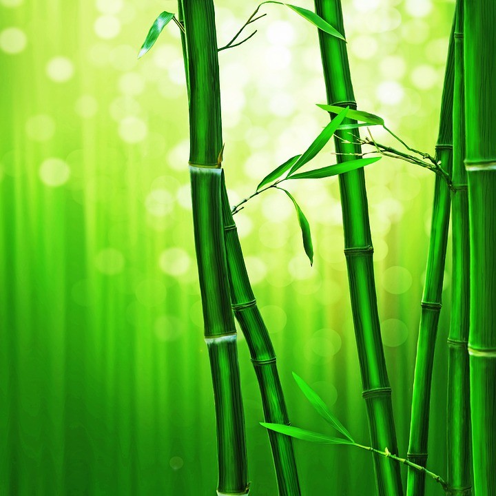 Стебли бамбука с листочками